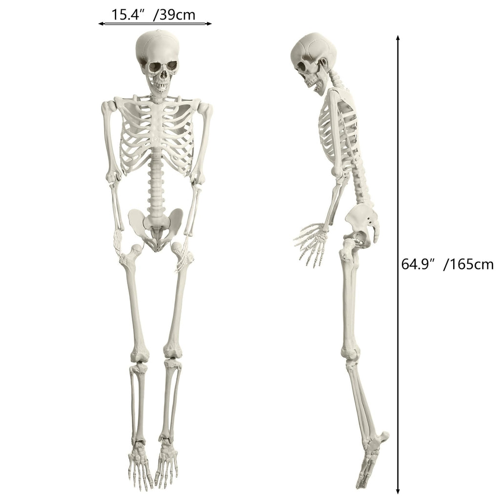 5.4FT Poseable Life Size Plastic Skeleton O95293