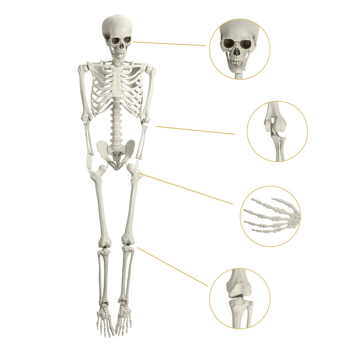 5.4FT Poseable Life Size Plastic Skeleton O95293