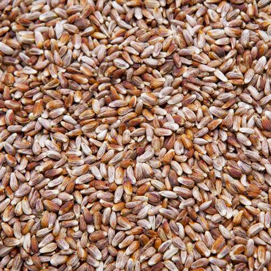 Safflower Seed Wild Bird Food X380974