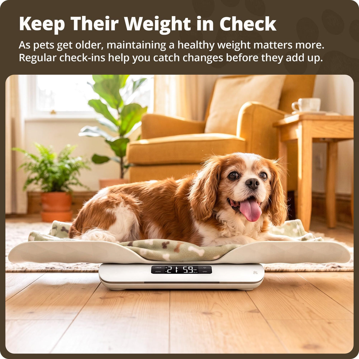 Digital Pet Scale for Cats, Dogs & Small Animals C6283