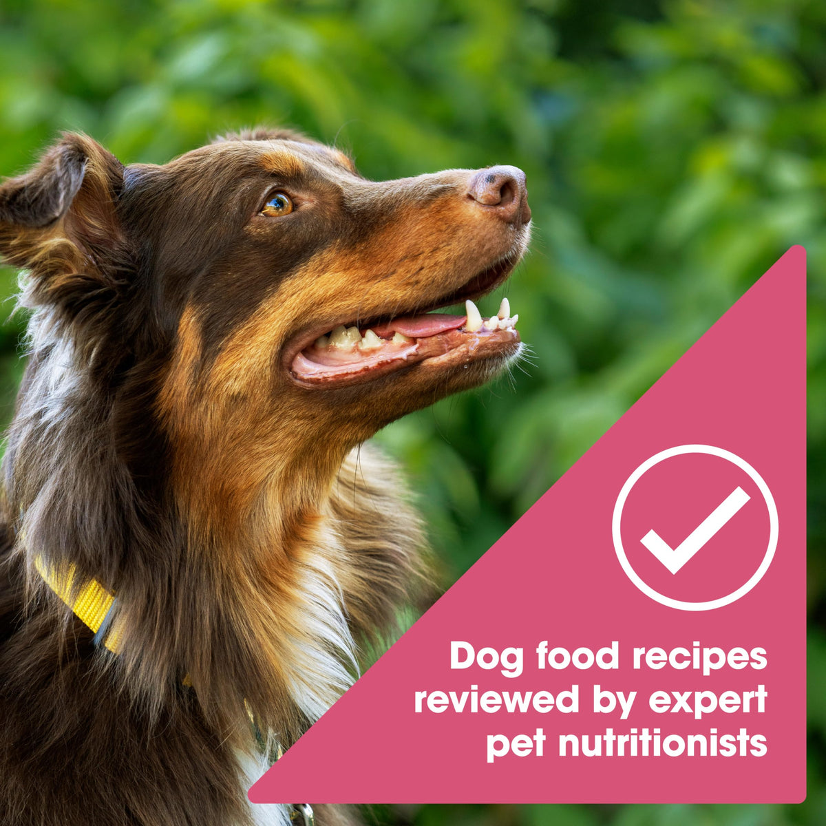 Grain Free Salmon Dry Dog Food 24 lb. Bag K14017